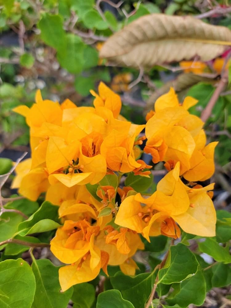 Gold Yellow Bougainvillea Starter Plant - Bougainvillea glabra - Tropical Flowering Shrub for Gardens & Containers