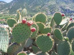 Cactus Pad Cutting | 1 Pad | Chaparral Prickly Pear | Opuntia Oricola | Coastal Los Angeles Origin | Easy to Root