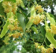 Littleleaf Linden Tree 2-3" Live Bare Root Pyramidal Shape Tilia Cordata Fragrant Yellow Flowers Shade Tree Zones 3-8