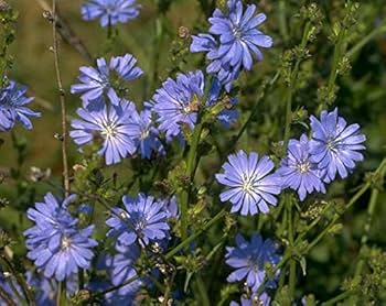 Chicory Seeds 6000 Count Heirloom Edible Greens & Root Herb Cichorium Intybus - Drought-Tolerant, Pollinator-Friendly