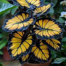 Sunburst Calathea Seeds | 25+ Seeds | Tropical Foliage Plant | Calathea sp. | Green with Yellow Variegation & Purple Undersides