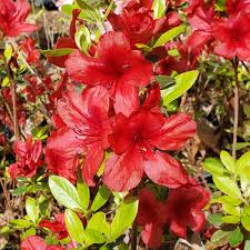 Midnight Flare Azalea Starter Plant (2-8") | Deciduous Rhododendron Shrub | Red Flowering Bush | Outdoor Gardening