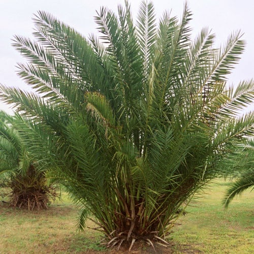 Medjool Date Palm Tree Starter Plant - 7" Potted, Phoenix Dactylifera, Edible & Ornamental, 5+ Years Old, Green Foliage