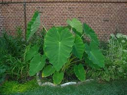 15 Colocasia Esculenta Bulbs - Elephant Ear Taro, Gabi, Kalo, Eddo - Tropical Garden Plants for Easy Growing