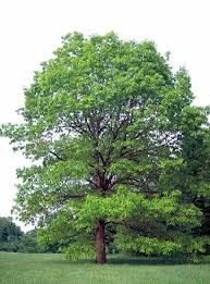 5 White Oak Trees, 6-12 Inch Bare Root Seedlings, Quercus alba, Live Shade Plants for Landscaping and Wildlife