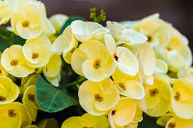 Light Yellow Crown of Thorns Cutting | 1 Unrooted Euphorbia Milii | Easy to Propagate | Drought-Tolerant Succulent Plant