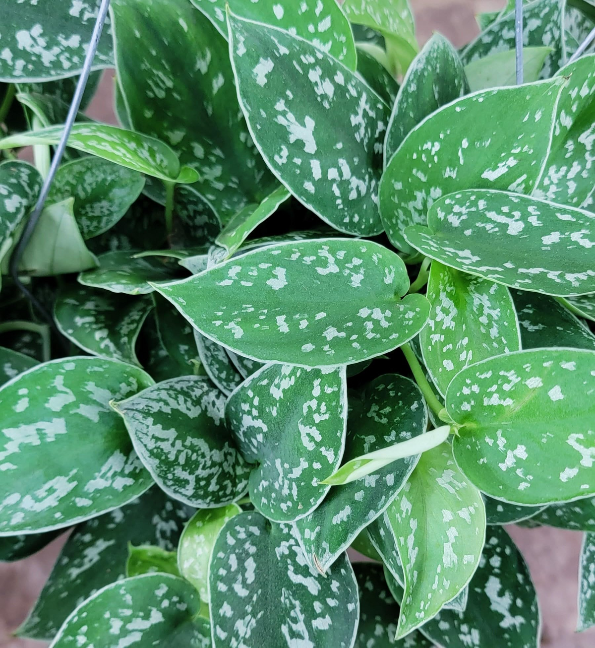 Silver Pothos Live Plant in 4" Pot - Scindapsus Argyraeus - Low-Light Indoor Houseplant, Trailing Vine, Air-Purifying Greenery