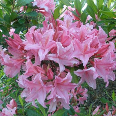 Live Starter Plant - Spring Sensation Aromi Azalea - Soft Pink Fragrant Flowers - Rhododendron x 'Spring Sensation' - Zones 6-9