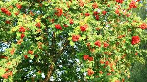2 American Mountain Ash Trees 1-2 Feet Live Bare Root Sorbus americana - Ornamental, Wildlife-Friendly, Pollinator Attractor