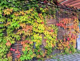 10 Virginia Creeper Vines, Bare Root Perennials, Fast-Growing Climber, Parthenocissus quinquefolia, Green & Red Foliage