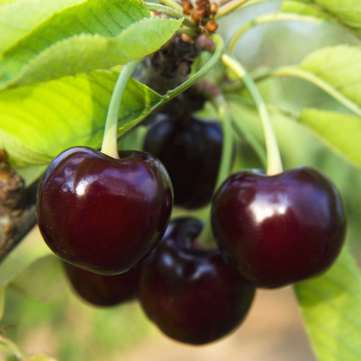6 Black Tartarian Cherry Scions for Grafting | Sweet Berry-Like Fruit | Prunus avium | Early Bloomer Fresh Cuttings