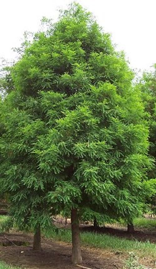 Bald Cypress Tree - 2-3 Feet Live Bare Root Plant - Taxodium distichum - Fast-Growing, Flood-Tolerant Deciduous Conifer