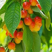 Royal Ann Cherry Scion Cuttings | 3 Fresh Grafting Cuttings | Cold-Hardy Sweet Yellow-Red Cherries | Prunus avium ‘Royal Ann’