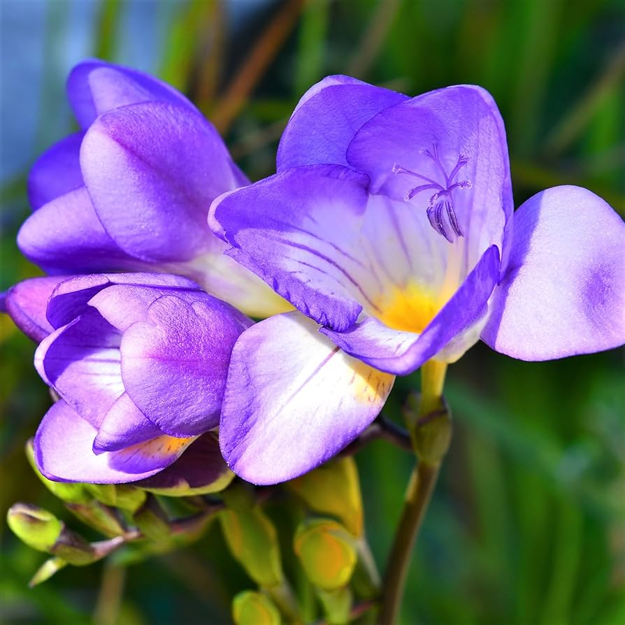 Freesia Bulbs - 5 Fragrant Single Blue Bulbs, Violet-Blue Blooms, Freesia (USDA Zones 9-10) for Gardens & Containers