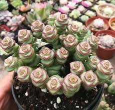 Crassula cv. 'Jade Necklace' Succulent Plant in 2'' Pot, Rare Easy Care Houseplant, Green Leaves with Red Edges