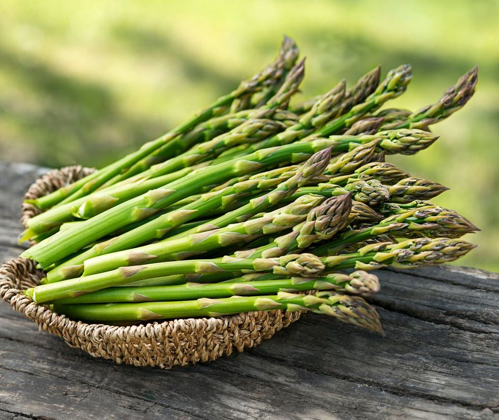 Jersey Knight Asparagus Bare Root Plants, 2-Year Crowns, High-Yield, Disease-Resistant, Asparagus officinalis