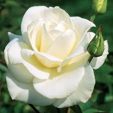 JFK White Rose Bush Cuttings 6” Unrooted Pure White Hybrid Tea Rose Rosa JFK Licorice Fragrance Double Blooms USDA Zones 7-10
