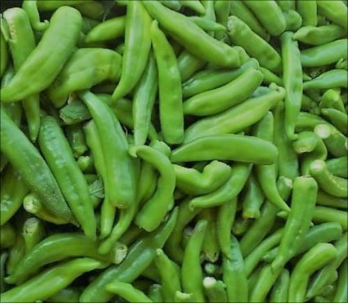 Hatch Rattlesnake Hot Pepper Seeds 250mg - Capsicum annuum - Medium Heat Chili, High Yield for Roasting & Salsas