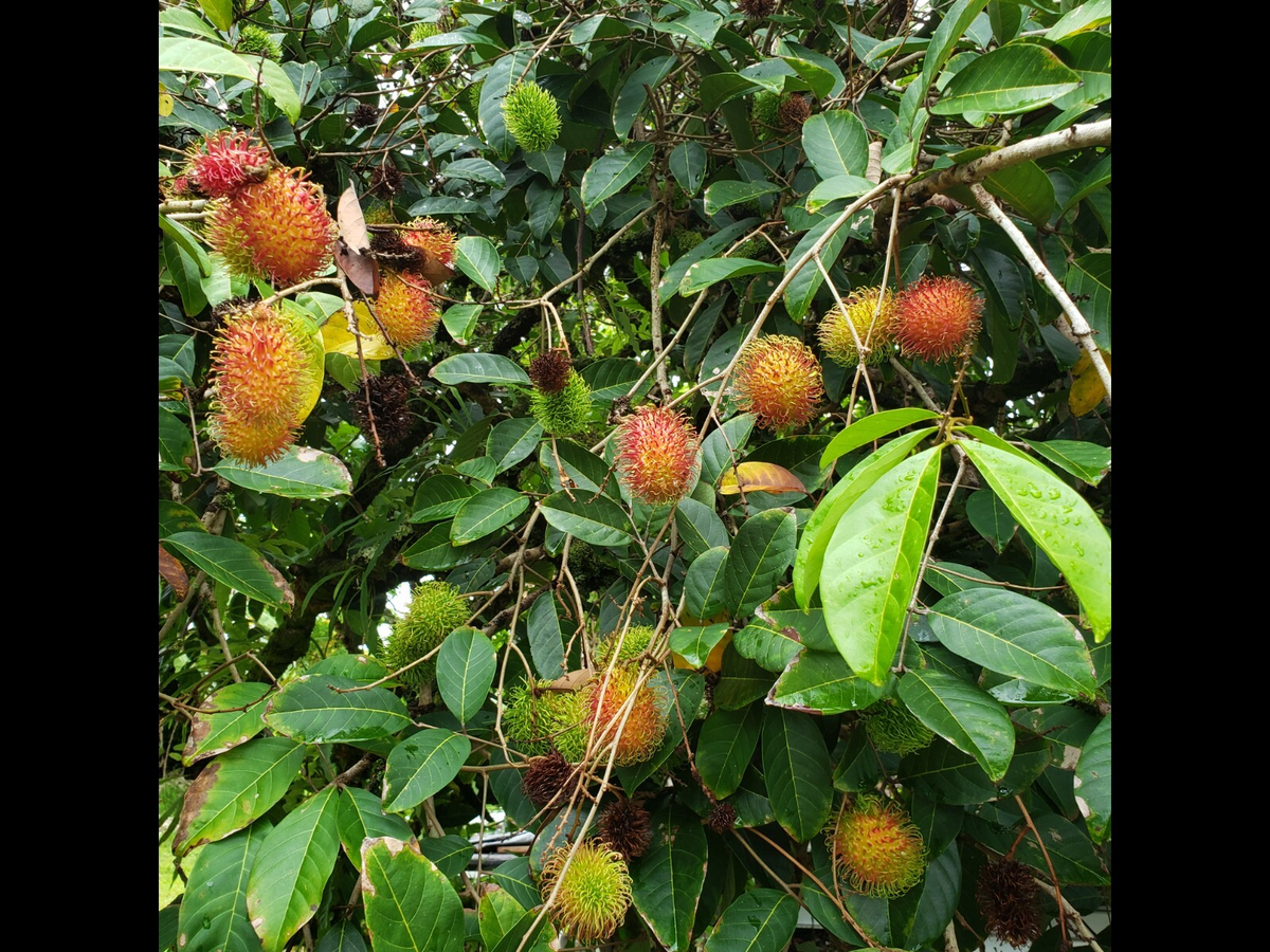 5 Unrooted Rambutan Cuttings 5-6" | Nephelium lappaceum | Hairy Fruit Tree Cuttings for Grafting & Propagation