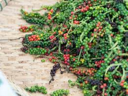 20 Black Peppercorn Seeds | Piper nigrum | Indoor Garden Spice Plant | Aromatic Herb for Cooking and Seasoning