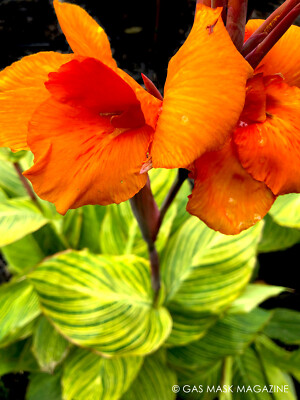Pretoria Canna Lily "Bengal Tiger" - 3 Bare Root Plants (Canna x generalis) - Tropical Green & Gold Foliage, Bright Orange Blooms