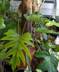 Philodendron Mayoi Live Plant - 4" Pot - Tropical Aroid with Deep Green Lobed Leaves - Easy Care Indoor Houseplant