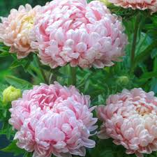 Peony Aster Seeds | Soft Pink-Apricot Blooms | Callistephus | Cut Flower Garden Seeds | USDA Zones 3-9 | Easy to Grow