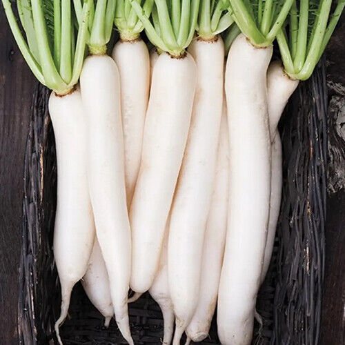 Daikon Radish Seeds 2 oz Non-GMO Japanese Variety Raphanus sativus var. longipinnatus for Home Garden or Commercial Use