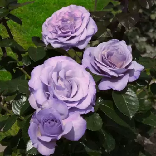 Blue Girl Rose Bush Cuttings, 6” Unrooted, Lavender-Blue Blooms, Rosa Blue Girl, Award-Winning, Fragrant, USDA Zones 5-9