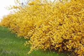 15 Golden Forsythia Cuttings - Hardy Ornamental Shrub, Yellow Flowers, Forsythia x intermedia - Organic Privacy Hedge Starter Plant