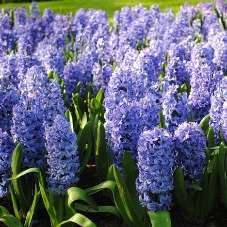 Hyacinth Bulbs - 2 Pack Delft Blue - Fragrant Blue-Purple Flowers - Hyacinthus Orientalis - Spring Blooming Perennial