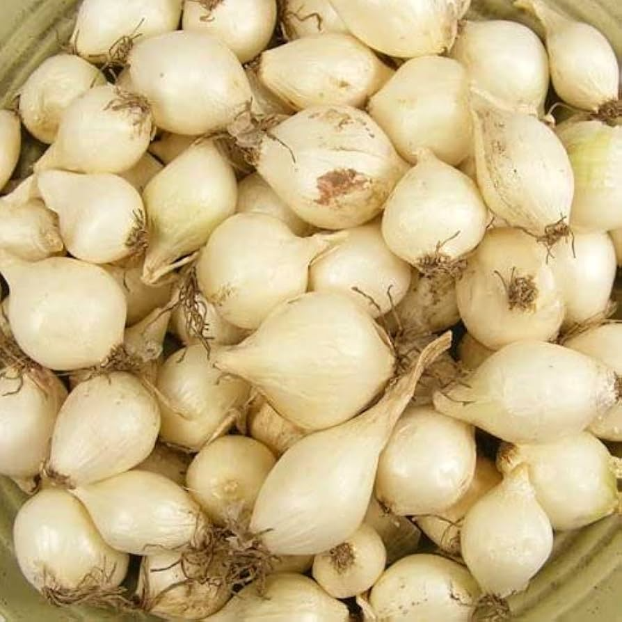 White Onion Sets 8 oz. (40-60 Bulbs) Non-GMO White Ebenezer Allium cepa | Easy to Grow & Store, Chemical-Free Gardening