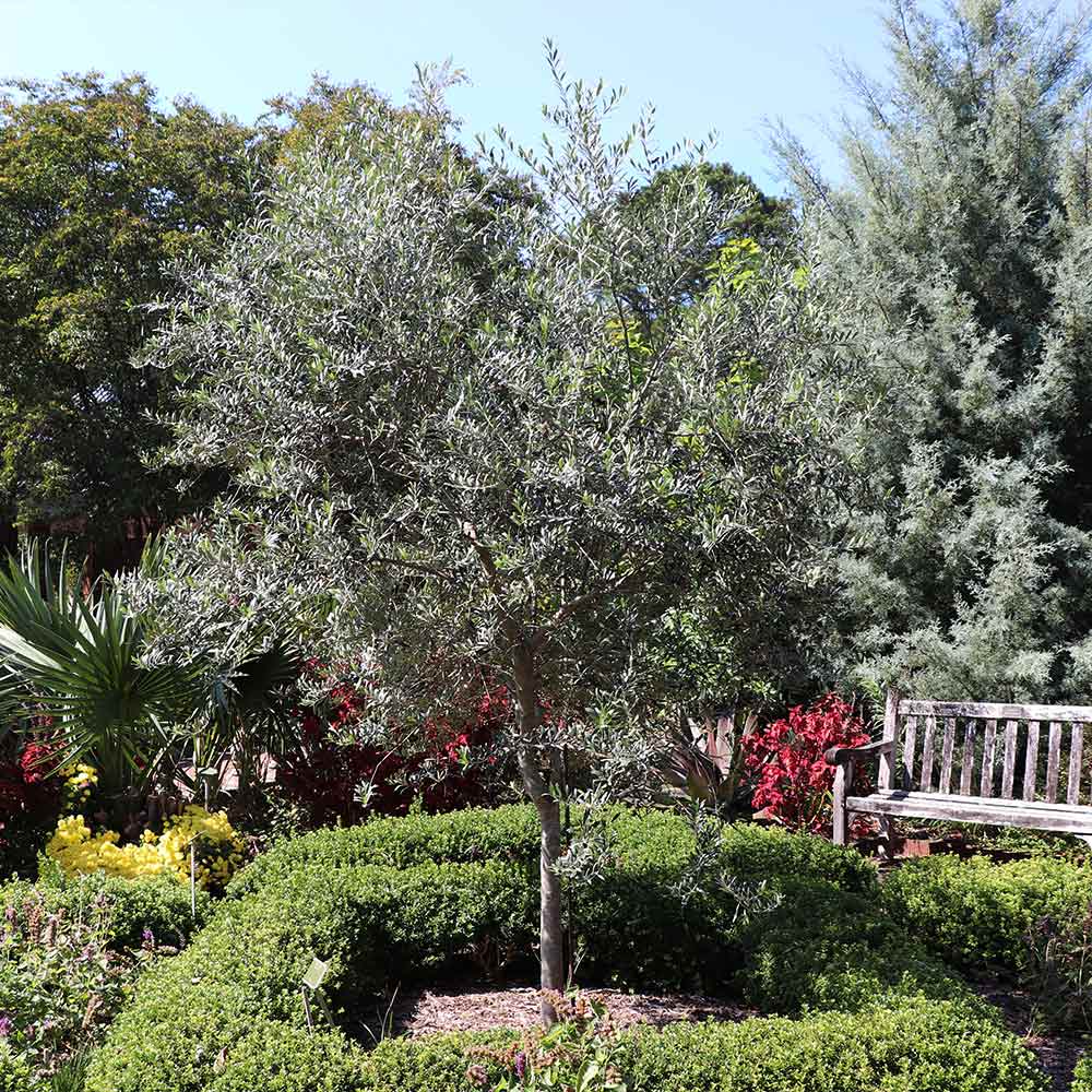Olive Tree Starter Plant 5-6" Arbequina Olea europaea Drought Tolerant Easy to Grow Ideal for Garden & Container
