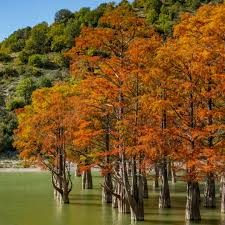 Bald Cypress Tree Seedling | 2-3 Ft Potted | Taxodium distichum | Hardy Shade Tree for Wetlands & Landscapes