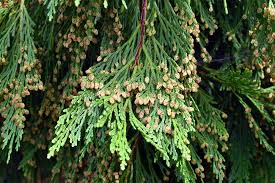 5 Incense Cedar Tree Seedlings, Live Bare Root Plants, Calocedrus decurrens, Hardy Evergreen Privacy Screen, Aromatic Foliage