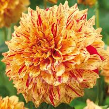 Dahlia Bulb Tuber 1 Live Plant - Yellow Red Variegated Flowers 6.5" - Dahlia 'Gloriosa' - Mid-Season Bloomer for Gardens