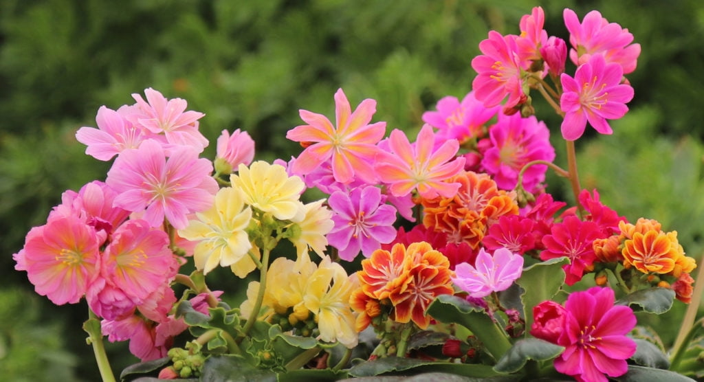 Lewisia 'Rainbow Mix' Starter Plant | Hardy Succulent for Rock Gardens & Pots | Drought-Tolerant Perennial | Lewisia cotyledon