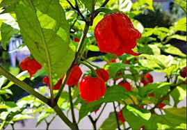 3 Red Carolina Reaper Starter Plants - Super Hot Chili - Capsicum chinense - Ideal for Gardens & Container Growing