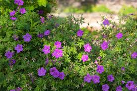 10 Cranesbill Wild Geranium Bare Roots - Organic Pollinator Plant, Medicinal Herb, Geranium maculatum, Hardy Perennial