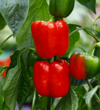 Big Red Pepper Seeds - 25 Count - Sweet, Thick-Walled, High-Yielding - Capsicum annuum - Perfect for Stuffing & Cooking