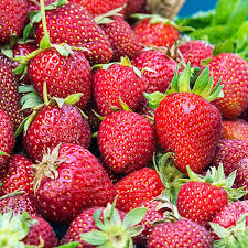 Honeoye Strawberry Plants - 12 Bare Root High-Yield Sweet Berries - Fragaria × ananassa - Zones 4-9, Juicy Red Fruit