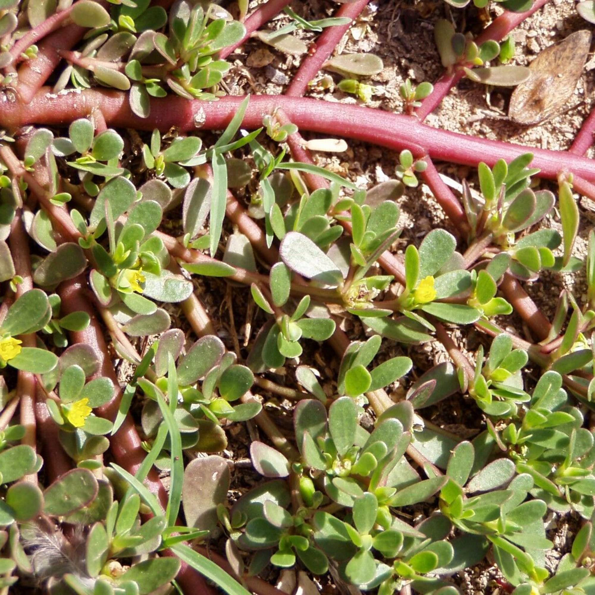 2000 Red Purslane Seeds - Edible Succulent Herb - Portulaca oleracea - Nutritious Spinach Alternative - Drought-Tolerant Greens