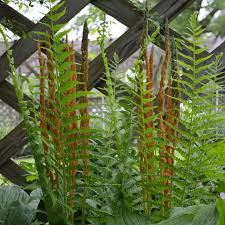 3 Bare Root Cinnamon Ferns, Osmunda cinnamomea, Hardy Perennial Plants for Shade Gardens, Low-Maintenance Native Ferns