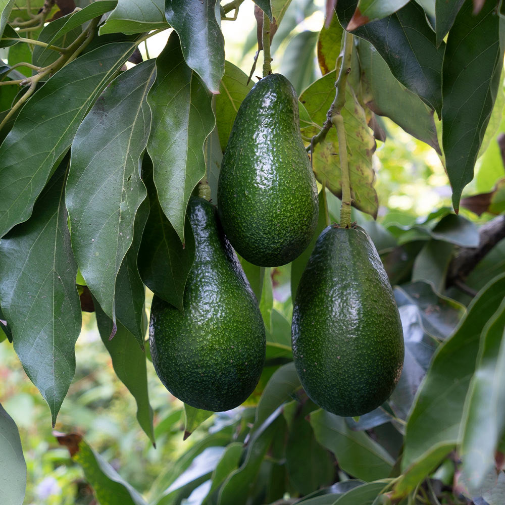 Unrooted Avocado Cuttings 4"-7" | Persea americana | Fresh Grafting Cuttings for Tree Propagation | High-Quality Plant Material