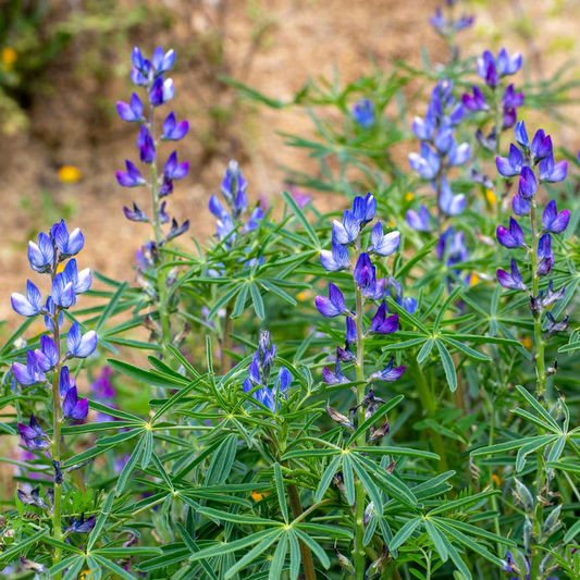 Blue Annual Lupine Seeds - 25+ Vibrant Wildflowers for Pollinators - Lupinus angustifolius - Drought-Tolerant Garden Blooms