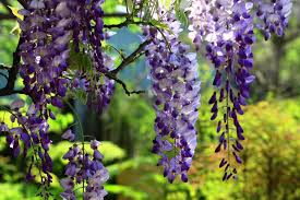 Japanese Wisteria Cuttings - 10 Fresh Softwood Cuttings (5-8 in) - Fragrant Purple Flowers, Fast Blooming - Wisteria floribunda