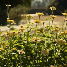 200 Seeds Zinnia Isabellina Yellow - Huge Blooms, Non-GMO, Attracts Butterflies & Hummingbirds, Easy to Grow Annual
