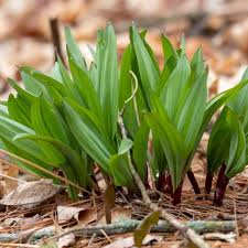 10 Organic Ramps Wild Leeks Bulbs, Bare Root Plants for Planting, Allium tricoccum, Edible Gourmet Herb