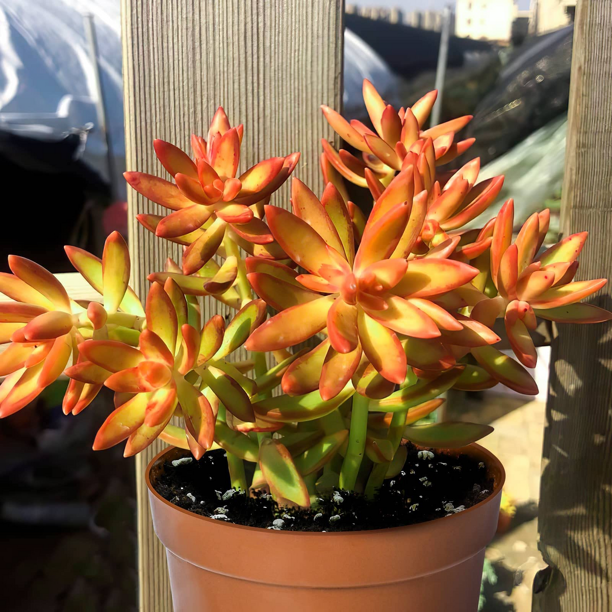 Sedum Adolphi Firestorm Succulent 2” Pot - Red-Orange Coppertone, Easy Care Drought-Tolerant Plant for Containers