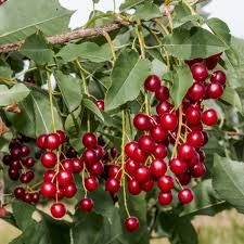 Choke Cherry Tree Bare Root Plant 14"-18" Prunus Virginiana Fragrant White Flowers Wildlife-Friendly Drought Tolerant